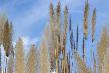cortaderia selloana(Schult. & Schult. f.) Asch. & Graebn