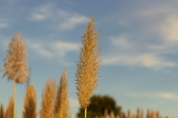 cortaderia selloana(Schult. & Schult. f.) Asch. & Graebn