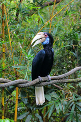 Female Wreathed Hornbill 2