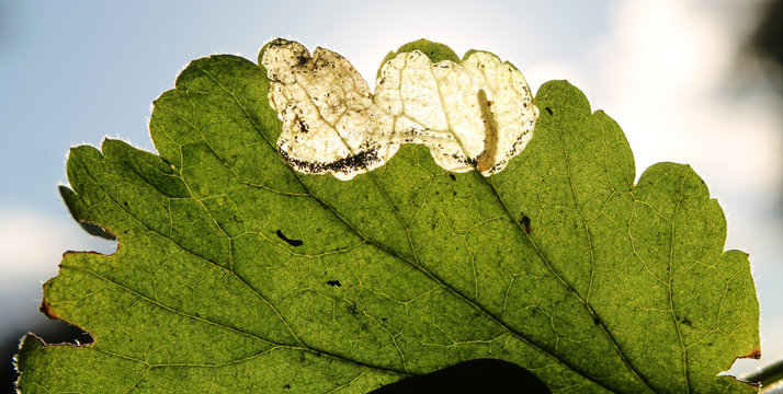Mine of Metallus lanceolatus larva on green leaf of Geum urbanum or Colewort