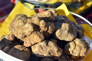 Group of white truffles