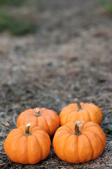 Miniature pumpkins in the field for hallowen and fall background