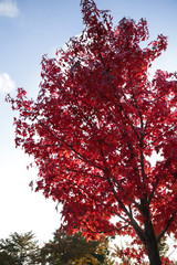 autumn color leaves fall foliage of maple trees in Japan