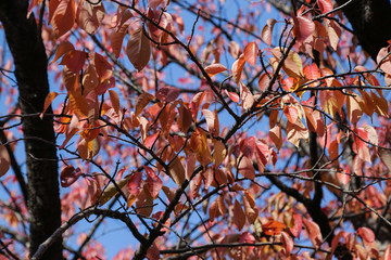 autumn color leaves fall foliage of maple trees in Japan