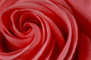 Closeup of a red-pink rose detailing the swirls of its petals