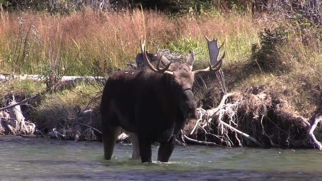 Bull Moose Crossing a River in the fall  rut