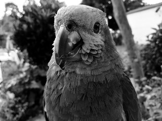 Black and white portrait of a great specimen of Amazona aestiva, green parrot with yellow cheeks and blue forehead. Blue fronted amazon.