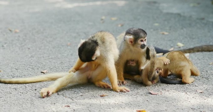 Squirrel Monkeys on the ground