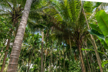 Farm growing coconut and areca-betel nut trees