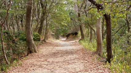 冬枯れの遊歩道