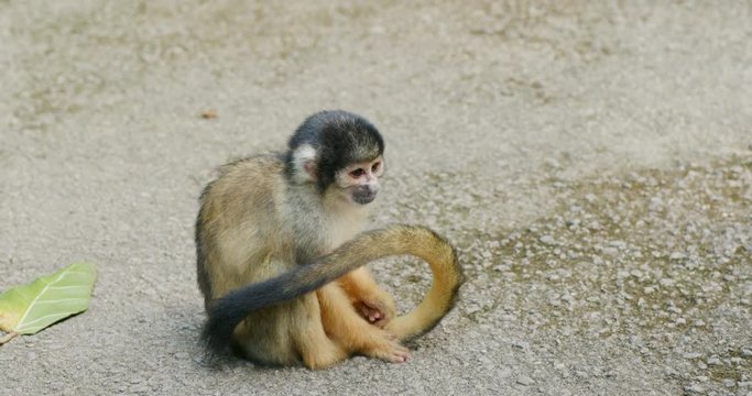 Squirrel Monkeys sitting on the ground