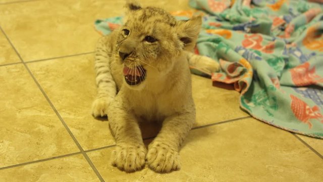 Lion baby cub playing with toys to the camera