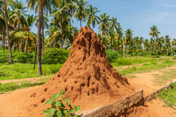 A giant termite hill against a backdrop of palm trees - 226131450