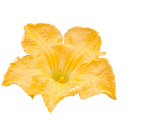 Fototapeta premium pumpkin flowers isolated on a white background.