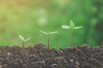 Greenery of young plant and seedling are growing in the soil with morning light.