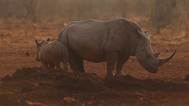 A female rhino and her calf, Ceratherium simun slowly mill around a waterhole in the late afternoon waiting to drink at Zimanga private game reserve in the? KwaZulu Natal region of South Africa