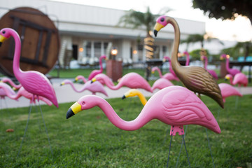 Toy Flamingo in Grass Field