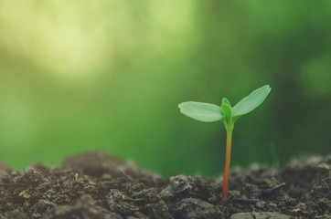 Greenery of young plant and seedling are growing in the soil with morning light.