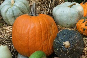Pumpkins of all colors