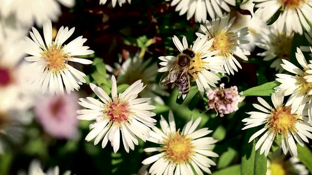 bee on flowers collecting pollen macro closeup