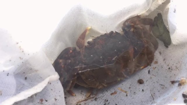 Crab caught in a river