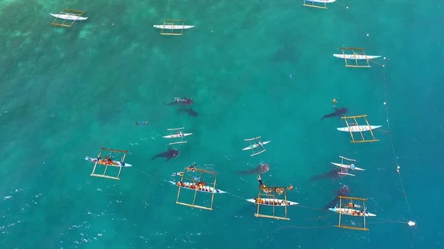 Aerial Of The Whale Shark Watching Tourist Attraction In Oslob, Cebu, Philippines