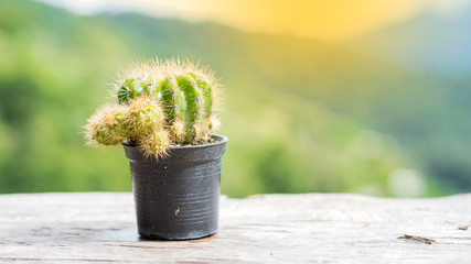 The cactus is in a black tank, the background is blurred, the orange light is beautiful.