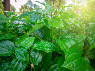 Wild Betel Leafbush background at sunset