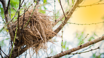 Bird's nest on the branches and light orange.