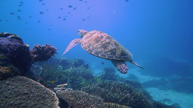 Swimming green turtle above coral gardens