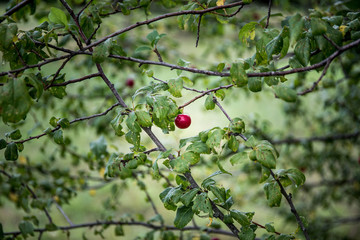 tree with moss on roots in a green forest or moss on tree trunk. Tree bark with green moss. Azerbaijan nature.