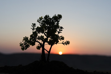 Close up view of decor tree on sunset.