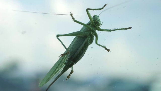 Cinemagraph of a grasshopper.