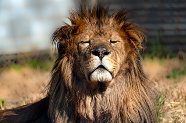 Male lion enjoying the morning sun. 