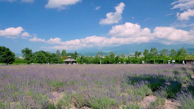 Lavender flower blossom feild with a tilt down shot from a sunny blue sky