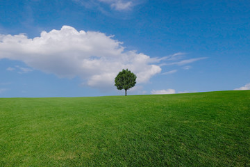 green field with tree on blue sky background