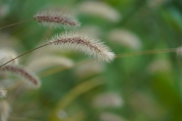 Obraz premium 秋の野草のクローズアップ