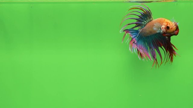 Super slow motion of vibrant Siamese fighting fish (Betta splendens), well known name is Plakat Thai, Betta is a species in the gourami family, which is a popular fish in the aquarium trade