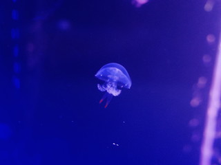 jellyfish