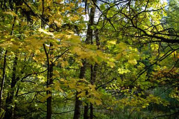 Autumn on the bank of the lake in Moscow region. September 2018. Moscow region. Central Russia. Russia
