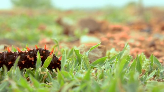 The Pipevine Swallowtail caterpillar eating leaves in garden