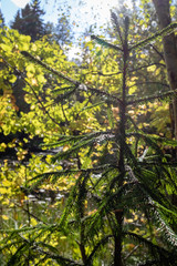Autumn on the bank of the lake in Moscow region. September 2018. Moscow region. Central Russia. Russia