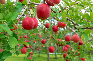 【青森津軽のりんご園】津軽の真っ赤なりんごは日本一。台風の強風にも耐えて真っ赤に稔りました。