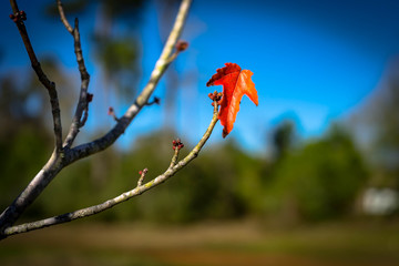 Winter Leaf