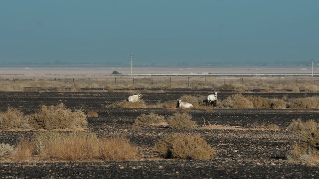Three Arabian Oryx in Shaumari Wildlife Reserve in Azraq, Jordan. Long shot. 4K