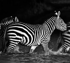 Fototapeta na wymiar Zebras in the Lake Nakuru National Park, Kenya