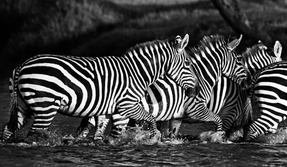 Fototapeta na wymiar Zebras in the Lake Nakuru National Park, Kenya