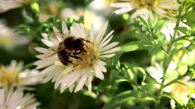 bee on flowers collecting pollen macro closeup