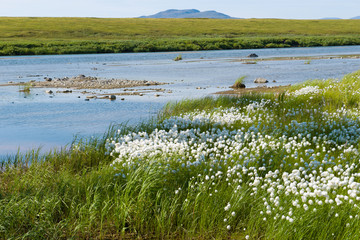 Eriophorum on the river bank Langotjyogan have grown. Yamal, Russia