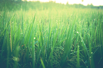 Morning dew droplets on blades of green grass